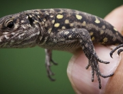 lagarto de el hierro copy