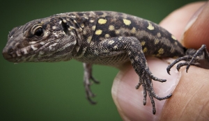 lagarto de el hierro copy