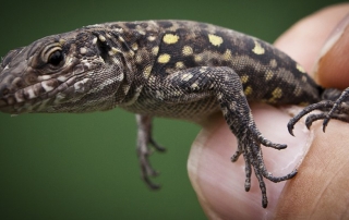 lagarto de el hierro copy