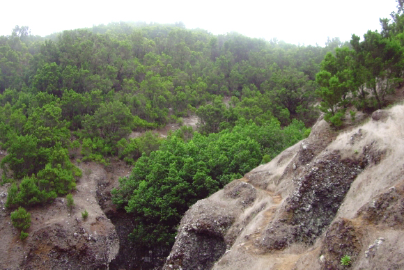 El Garoé o Árbol Santo – Símbolo de la Historia de El Hierro