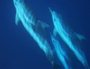 news cetaceos fuerteventura