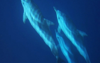 news cetaceos fuerteventura