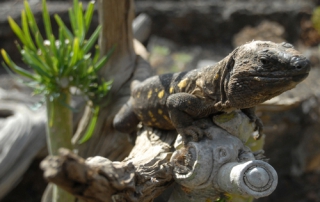 Nacen 93 nuevos ejemplares de Lagarto Gigante de El Hierro