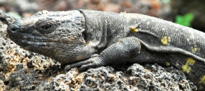 lagarto-gigante-de-el-hierro2